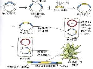 转基因技术