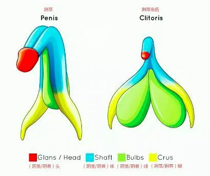 阴蒂的生理定义