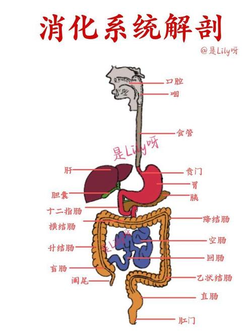 人体消化系统解剖图合集.(仅供参考)