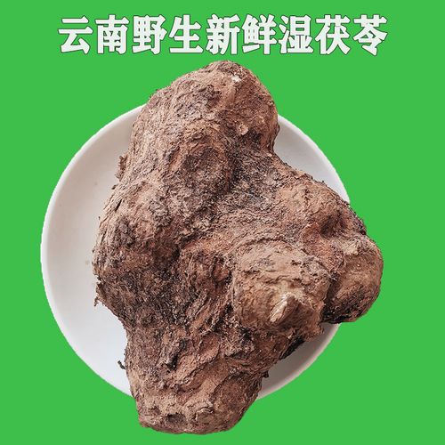 云南云苓野生整个新鲜湿茯苓食用生鲜原产地中药材5斤装 整个新鲜湿