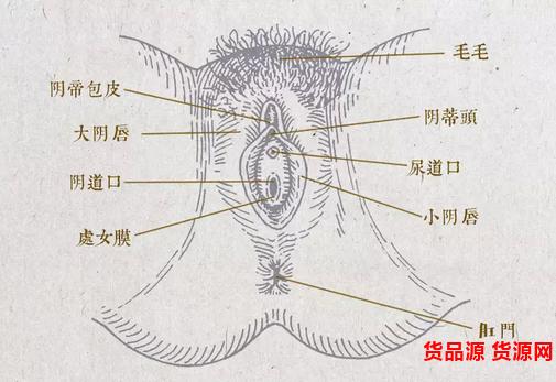 阴蒂厂家批发-微商阴蒂货源信息大全 - 货品源货源网