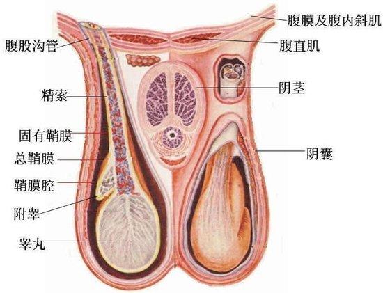 男性不育 睾丸异常 睾丸是男性特有的一种生殖器官,也是生精的唯一