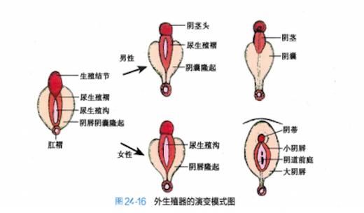 包括生殖器官,性腺和染色体模式)不符合男性或女性身体的典型特征的人