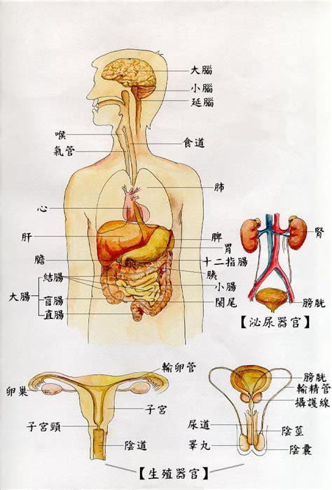 基本组织结构,人体胚胎结构,骨和骨的连结,肌的结构,内脏器官,心血管