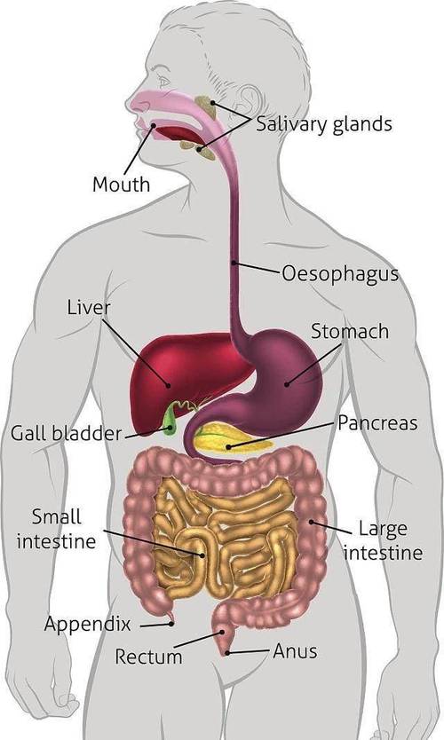 消化系统检查项目有哪些?这7个都是,得搞清楚了