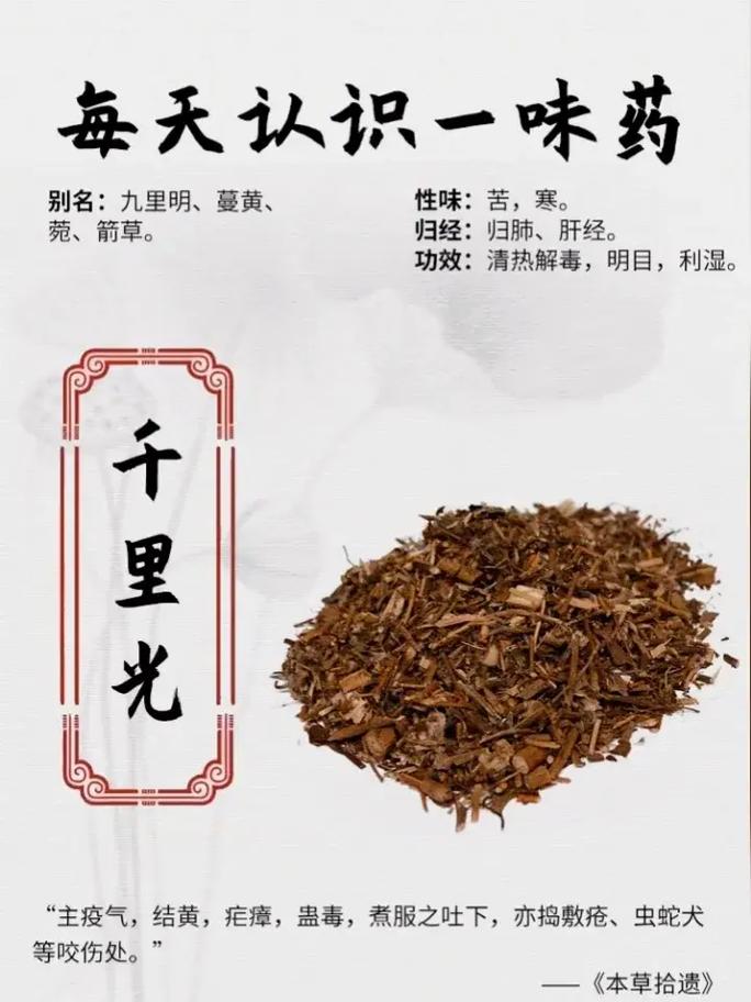 每天认识一味药:千里光.92名称:千里光 92类别:清热药  - 抖音