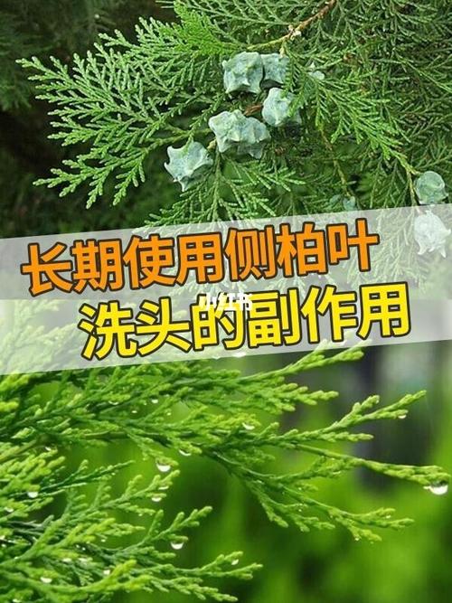 认为用它洗头能治疗各种头发难题,我们都知道侧柏叶是一种植物中药材