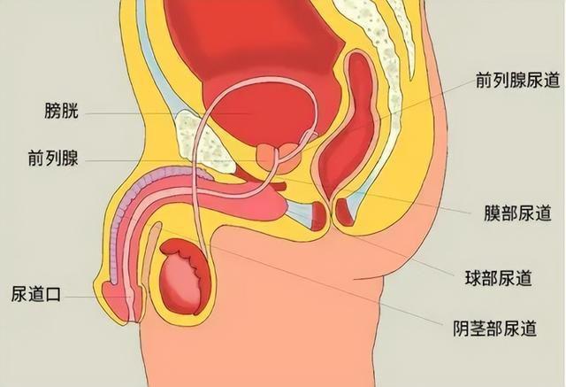 前列腺是