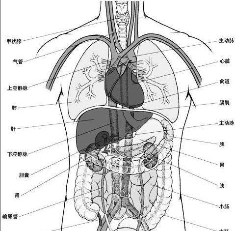 人体内脏结构图人体内脏结构图人体内脏结构图