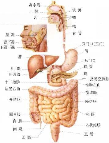 史上最全的人体(组织器官)全图