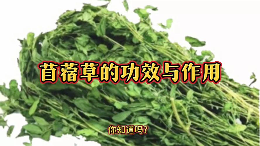 苜蓿草的功效与作用