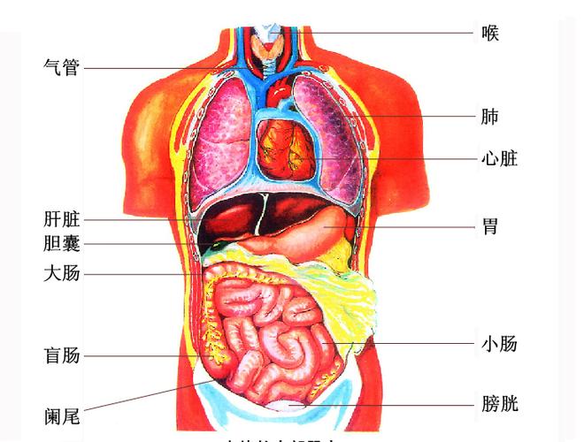 人体内脏结构图人体内脏结构图人体内脏结构图