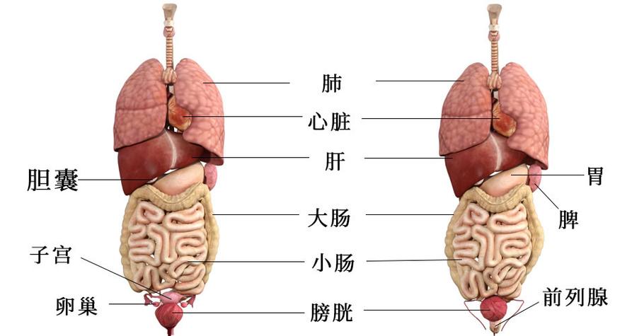 【人体结构图】人体解剖图 人体结构各部分位置和解剖示意图→maigoo