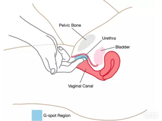 知识丨如何让女友g点高潮竟然如此简单
