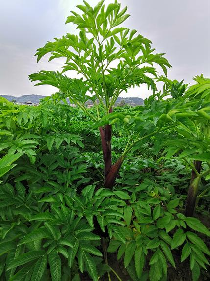 白芷中药材分类和等级差异