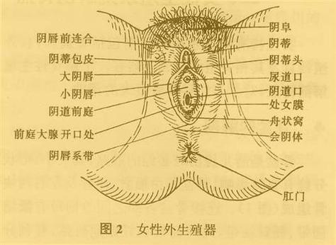 女人的阴蒂在哪里,是什么样子?