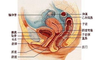 女性内生殖器官剖面图