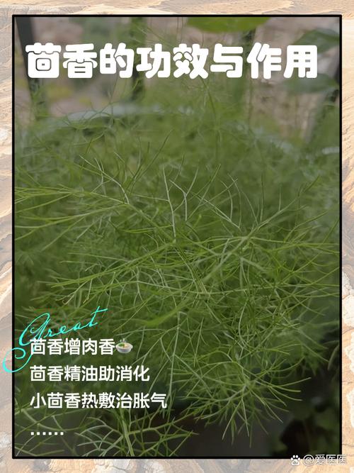 茴香的功效与作用 姐妹们有没有发现,平时我们做饭的时候经常会用到