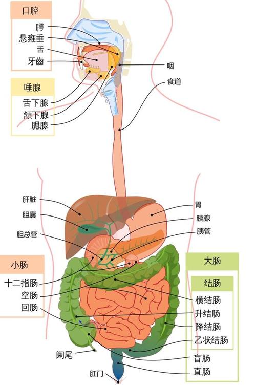 消化系统