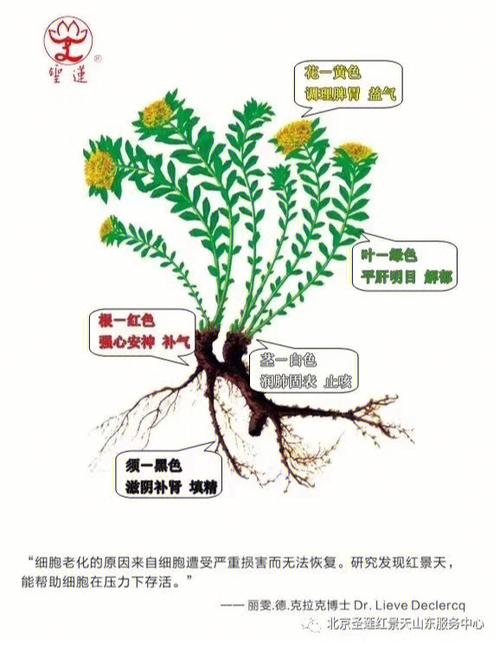 比人参更珍贵的纯天然野生药用植物——78高山红景天78 长在东北