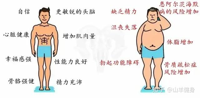 低脂肪饮食会降低男性睾酮水平