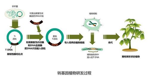 转基因技术安不安全,转基因食品能不能吃