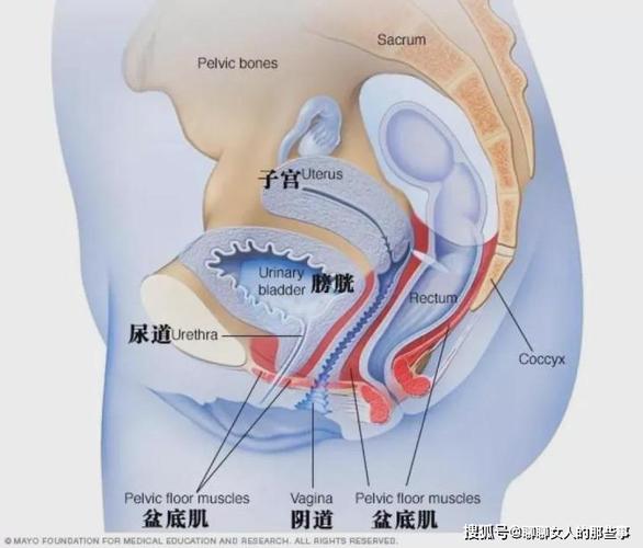 与直肠相邻;上端包绕子宫颈,下端为阴道口,呈管状结构