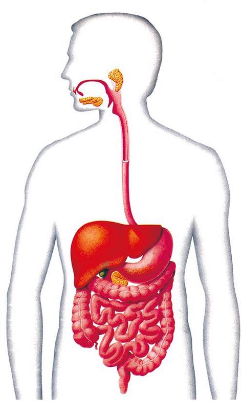 消化系统模拟图