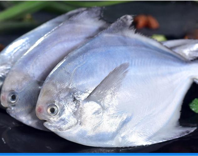 银鲳鱼新鲜冷冻白鲳鱼海鲜水产鲜活深海鱼平鱼武鲳精品大号56条斤3斤