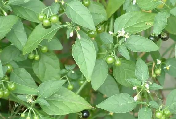 龙葵(学名:solanum nigrum l.),茄科茄属一 - 抖音