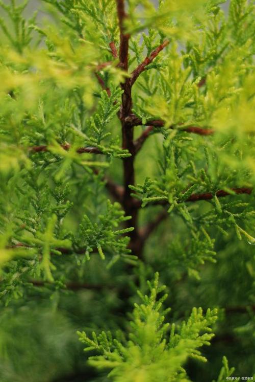 侧柏叶植物:生命力顽强的绿色守护者