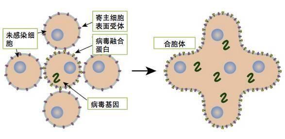 呼吸道合胞病毒(rsv:respiratory syncytial virus)是一种rna病毒.