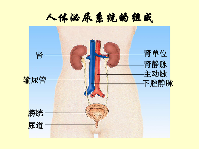 苏教版七下生物111人体泌尿系统的组成课件16张ppt