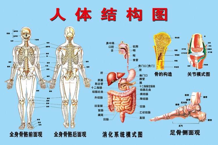 人体内脏结构图