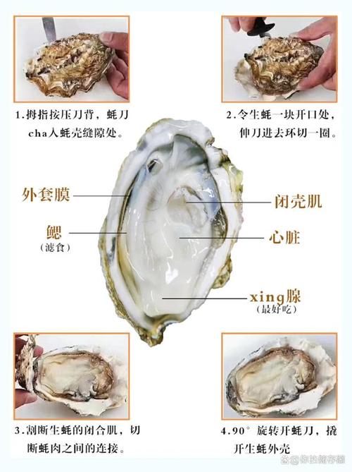 生蚝是一种营养丰富的食物,被誉为