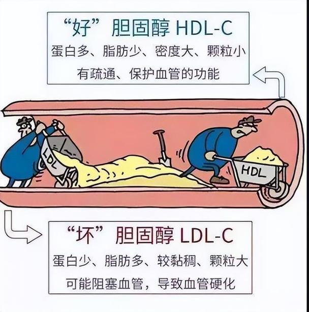 他汀药物剂量越高,升高密度脂蛋白胆固醇(hdl-c)作用越强吗?