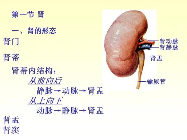 泌尿系统解剖.#愿所有人平安健康 #医学科普 #医者仁心 # - 抖音