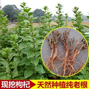 广东农家现挖新鲜天然枸杞老根地骨皮枸杞子根枸杞子茶250g 包邮