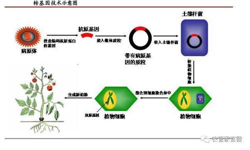 通俗地说,转基因技术就是把一个生物物种或品种中控制优良性状的一个