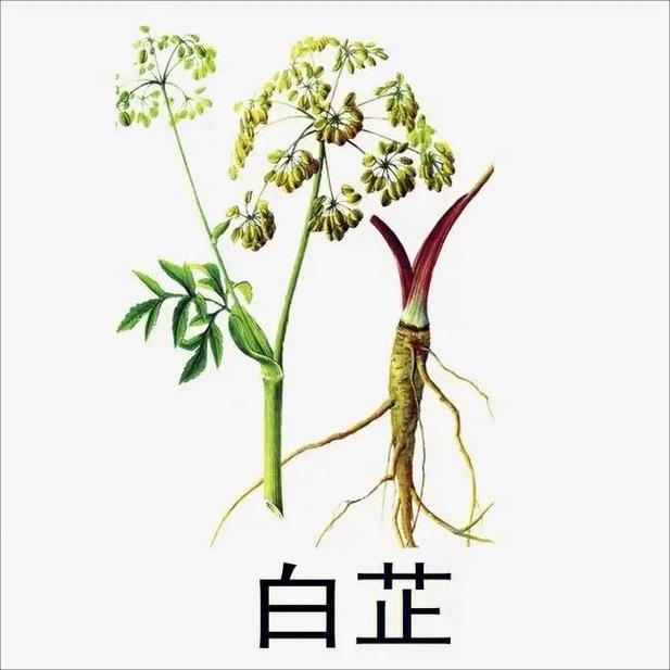 白芷的挑选.如何挑选白芷 1,杭白芷的根圆锥形,长10-20 - 抖音