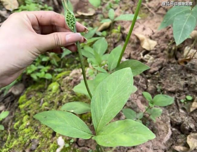 原创半夏又称地雷公狗芋头有3大作用价值极高农民朋友要了解