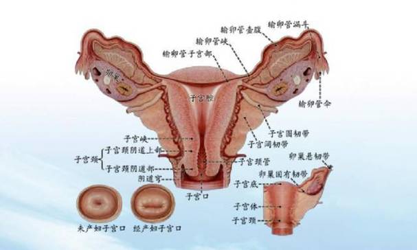 究竟是谁摧毁了女性的孕育梦想