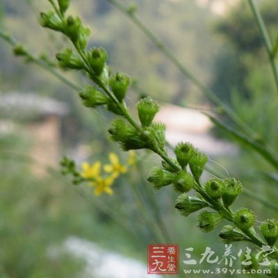 仙鹤草的功效与作用 仙鹤草能治疗癌症吗 (10)