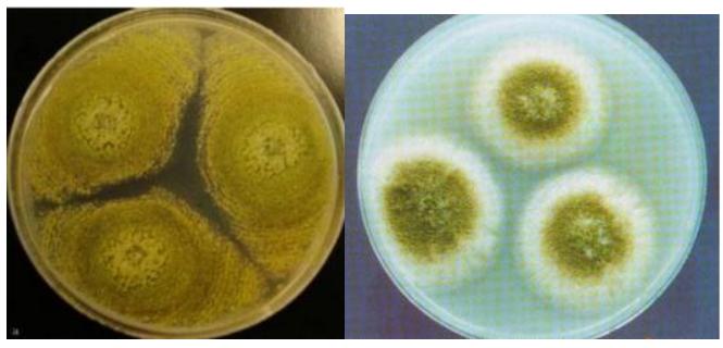 常见霉菌形态描述及典型菌落图片汇总!-环凯微生物官网