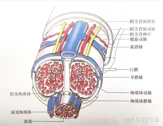 作用于血管内皮和平滑肌细胞,cgmp水平增高,使得阴茎海绵体平滑肌松弛