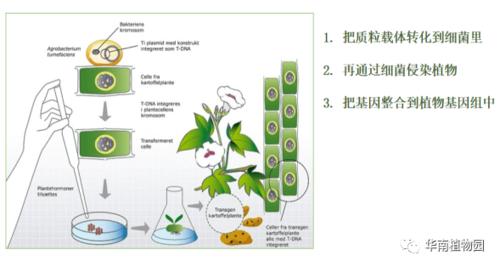 对于转基因,你有多少疑问? | 琪林科学讲坛第32期回顾_技术