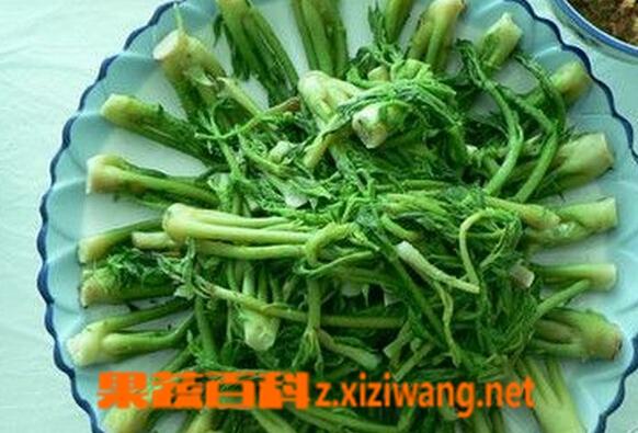 野菜刺五加怎么吃 刺五加的吃法技巧