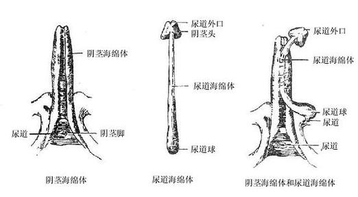 首页 科研教学 专业知识 阴茎海绵体为两端细的圆柱体,成对,位于阴茎