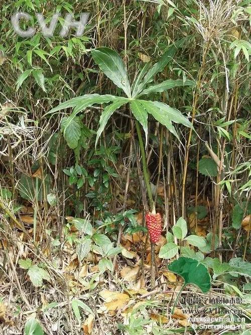 每天一味中草药:天南星,它是半夏的亲戚