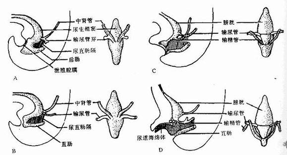 共泄腔